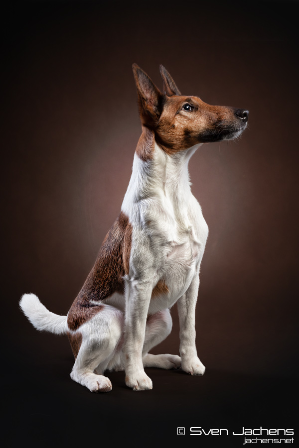 Fox Terrier