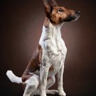 Fox Terrier