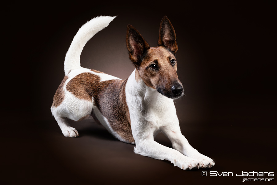 Fox Terrier II