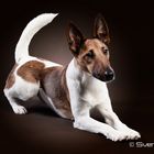 Fox Terrier II