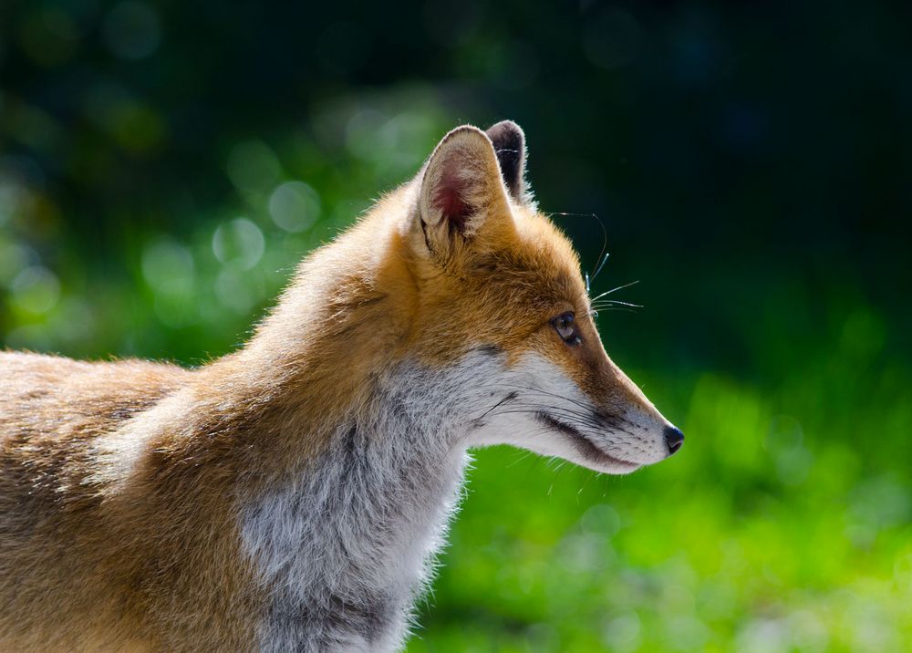 fox that bites fingers