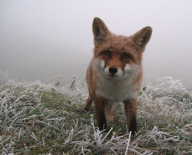 Fox (Vulpes vulpes)