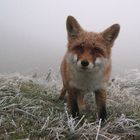 Fox (Vulpes vulpes)