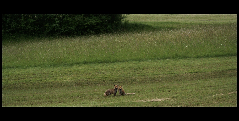 Fox Watching