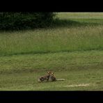 Fox Watching