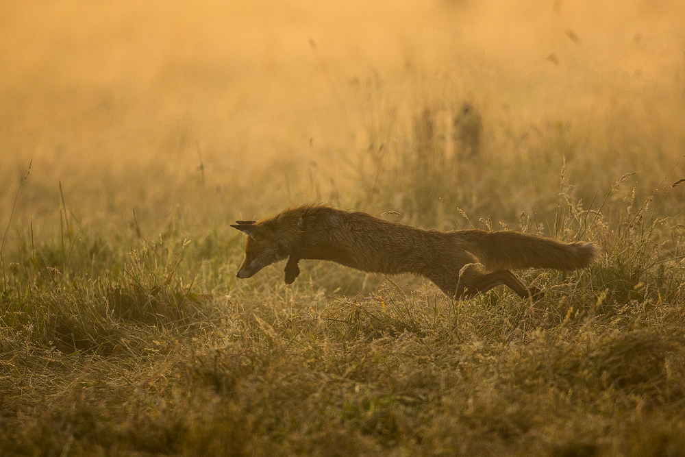 Foxcrossing