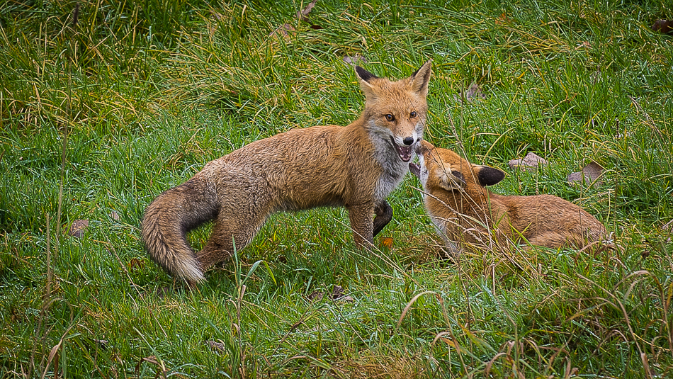 foxes frolic