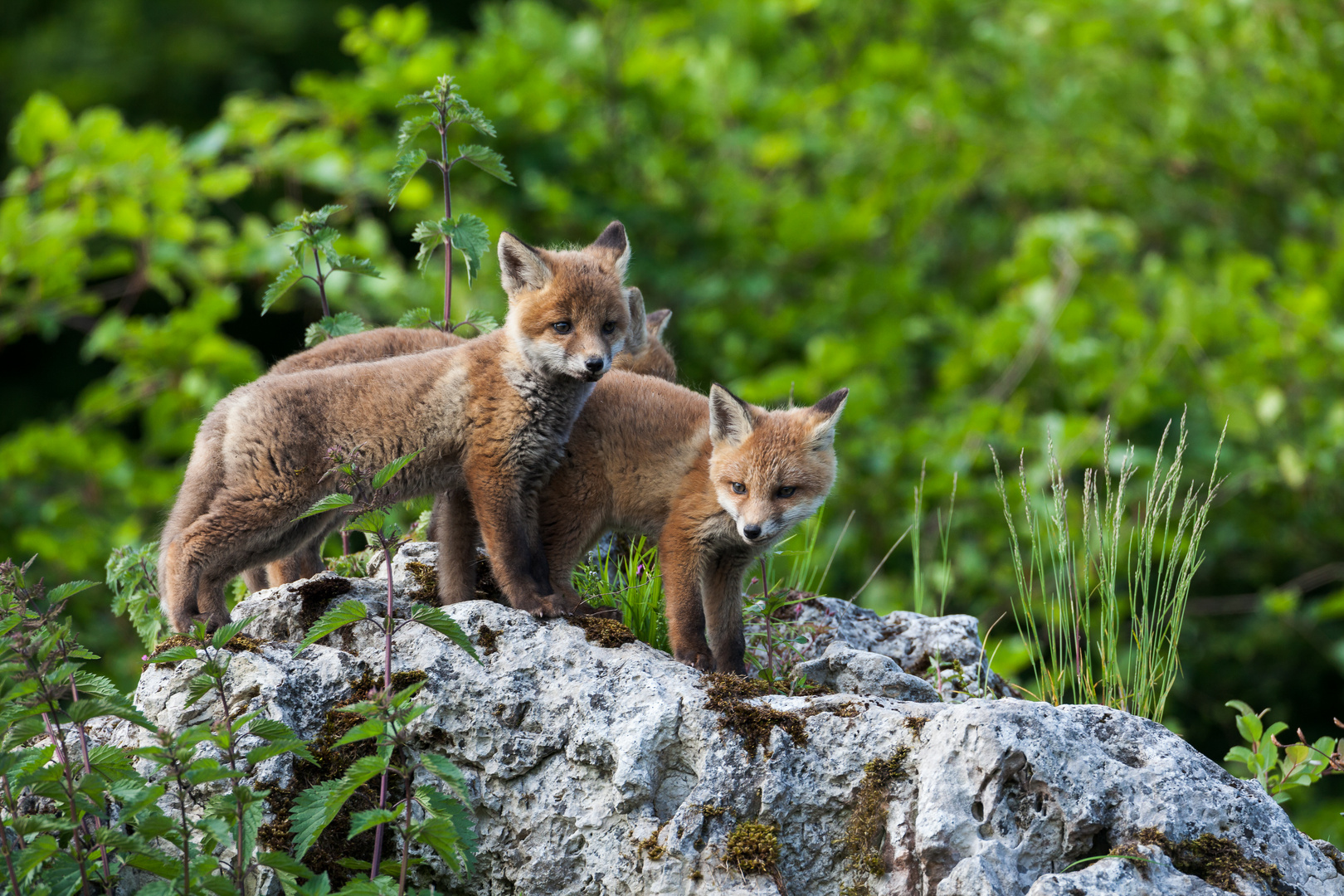 Foxes on the rocks...