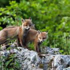 Foxes on the rocks...