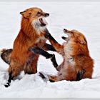 Foxfight