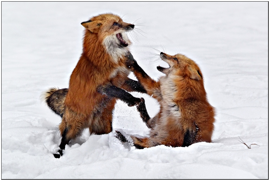 Foxfight