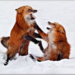 Foxfight