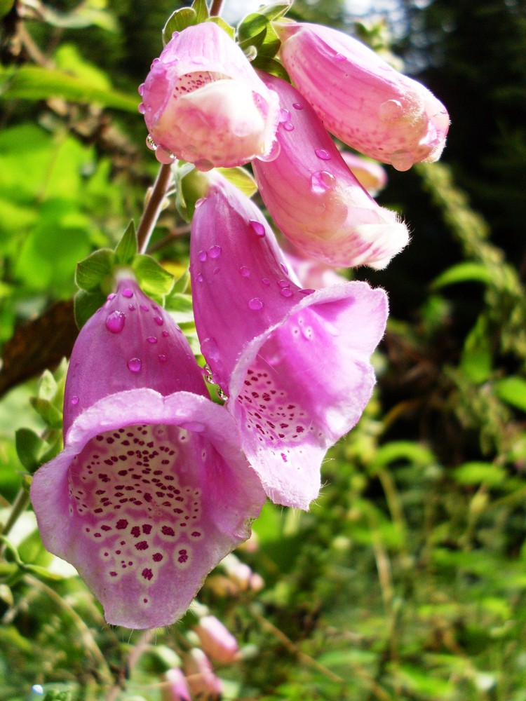 Foxglove