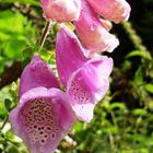 Foxglove