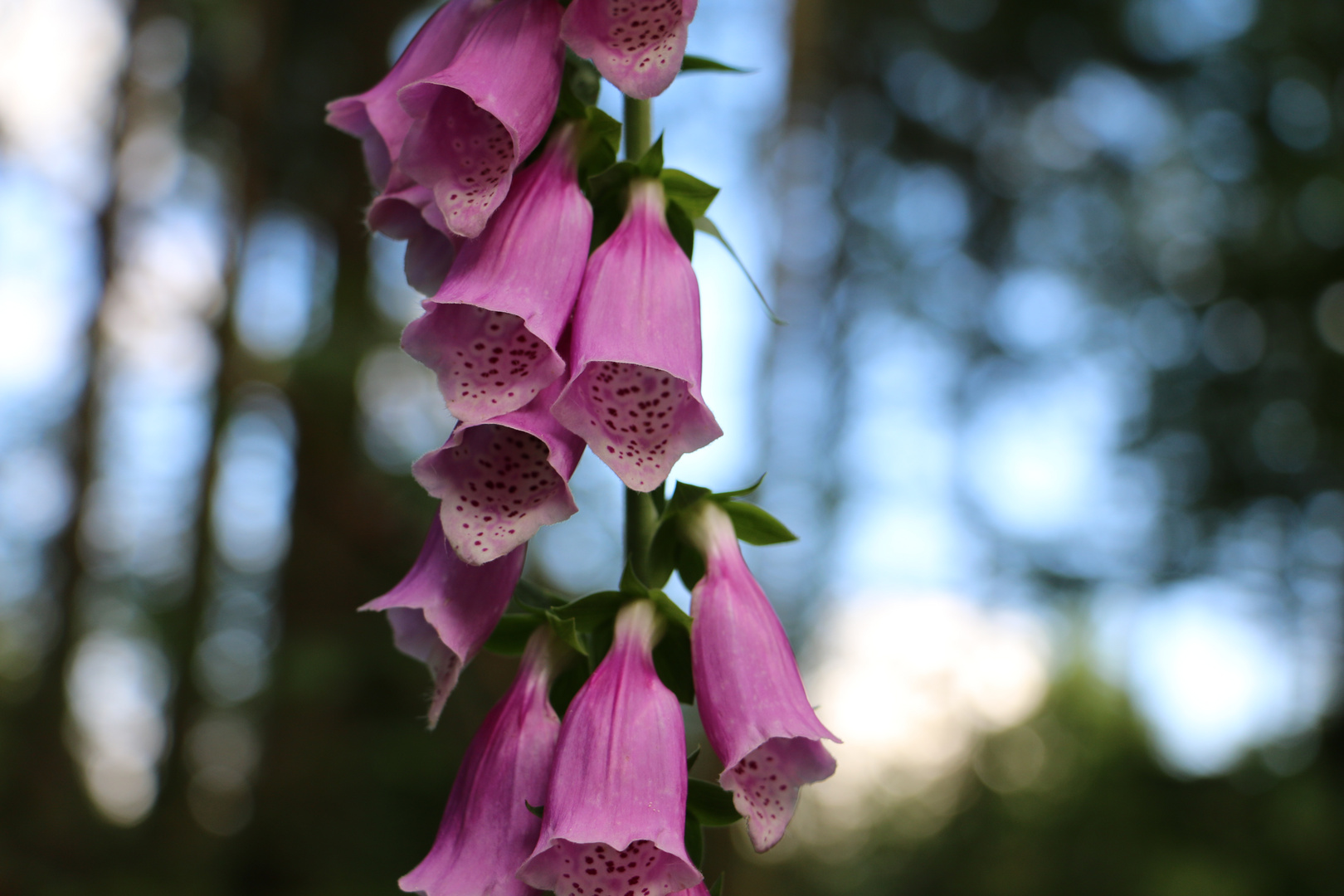 Foxglove*