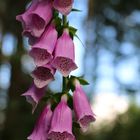 Foxglove*