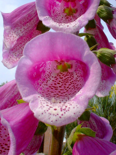 foxglove