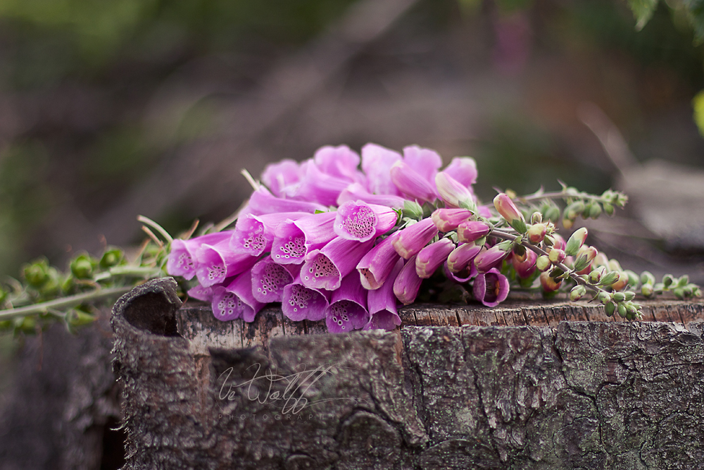 foxglove