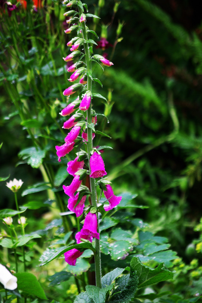 Foxglove from a fairytale garden.