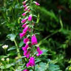 Foxglove from a fairytale garden.