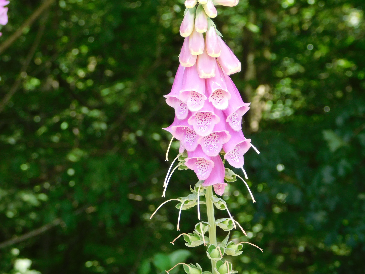 foxglove plant