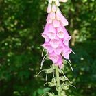 foxglove plant