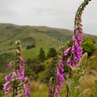 Foxgloves near Port Levy, Akaroa peninsula