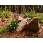 Foxgloves & Stones