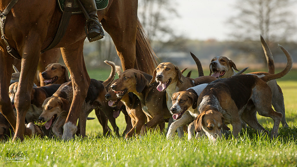 ...Foxhoundmeute...