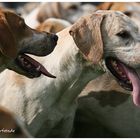 Foxhounds