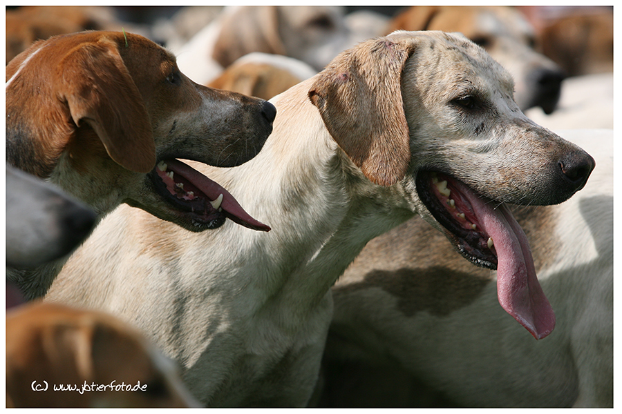 Foxhounds