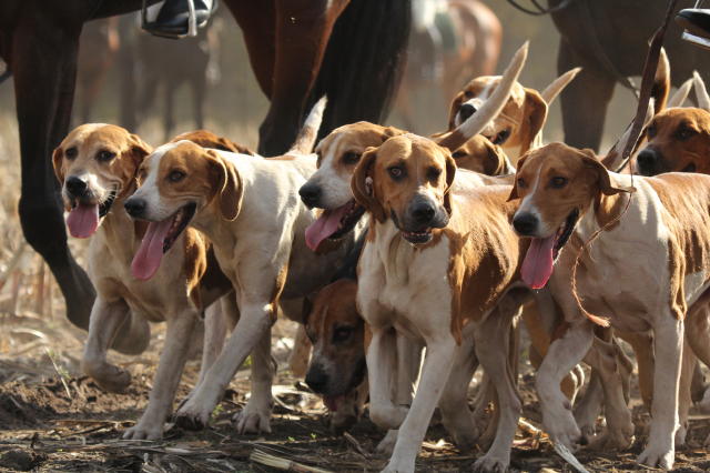 Foxhounds