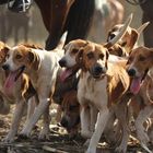 Foxhounds