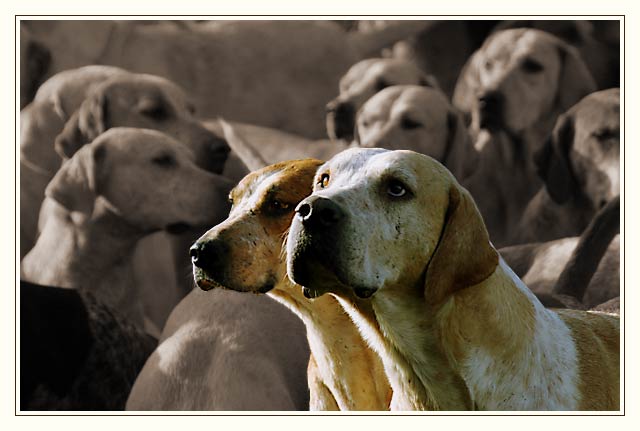 Foxhounds