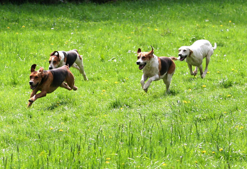 Foxhounds auf der Fährte