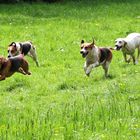 Foxhounds auf der Fährte