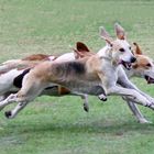 Foxhounds auf der Spur