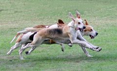 Foxhounds auf der Spur