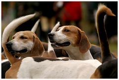 Foxhounds