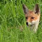 Foxi