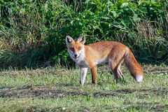 Foxi :-)