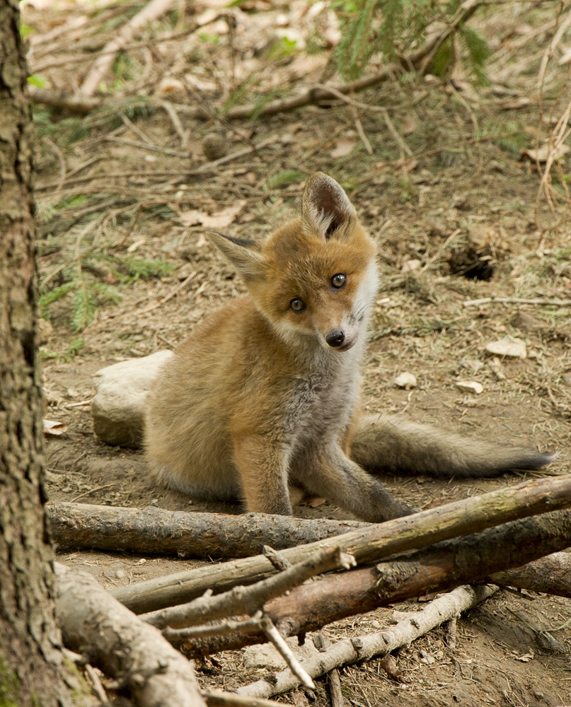 Foxi ist neugierig auf alles was sich bewegt