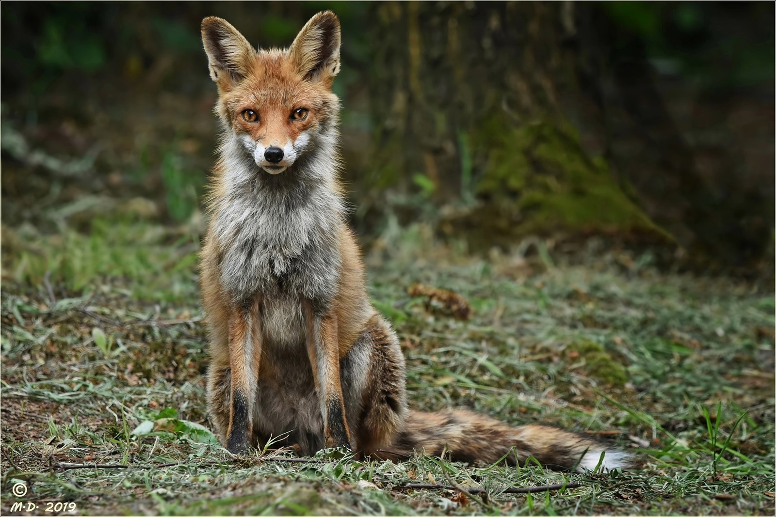 Foxi,die Fuchsfähe schaute mich lange an ...