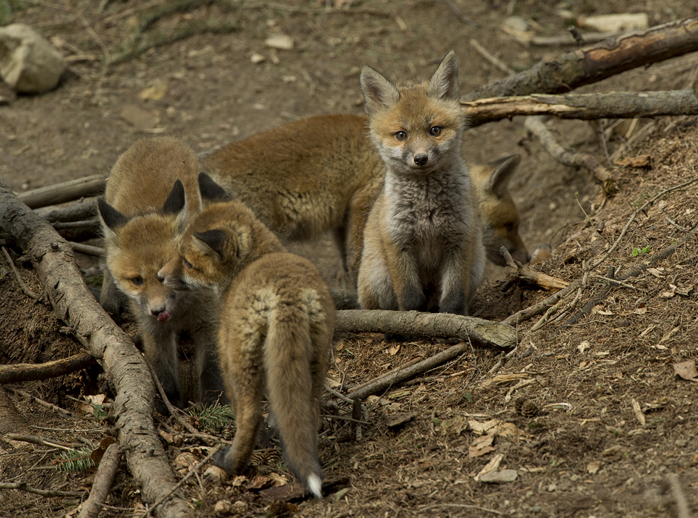 Foxis Familie