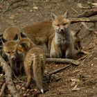 Foxis Familie