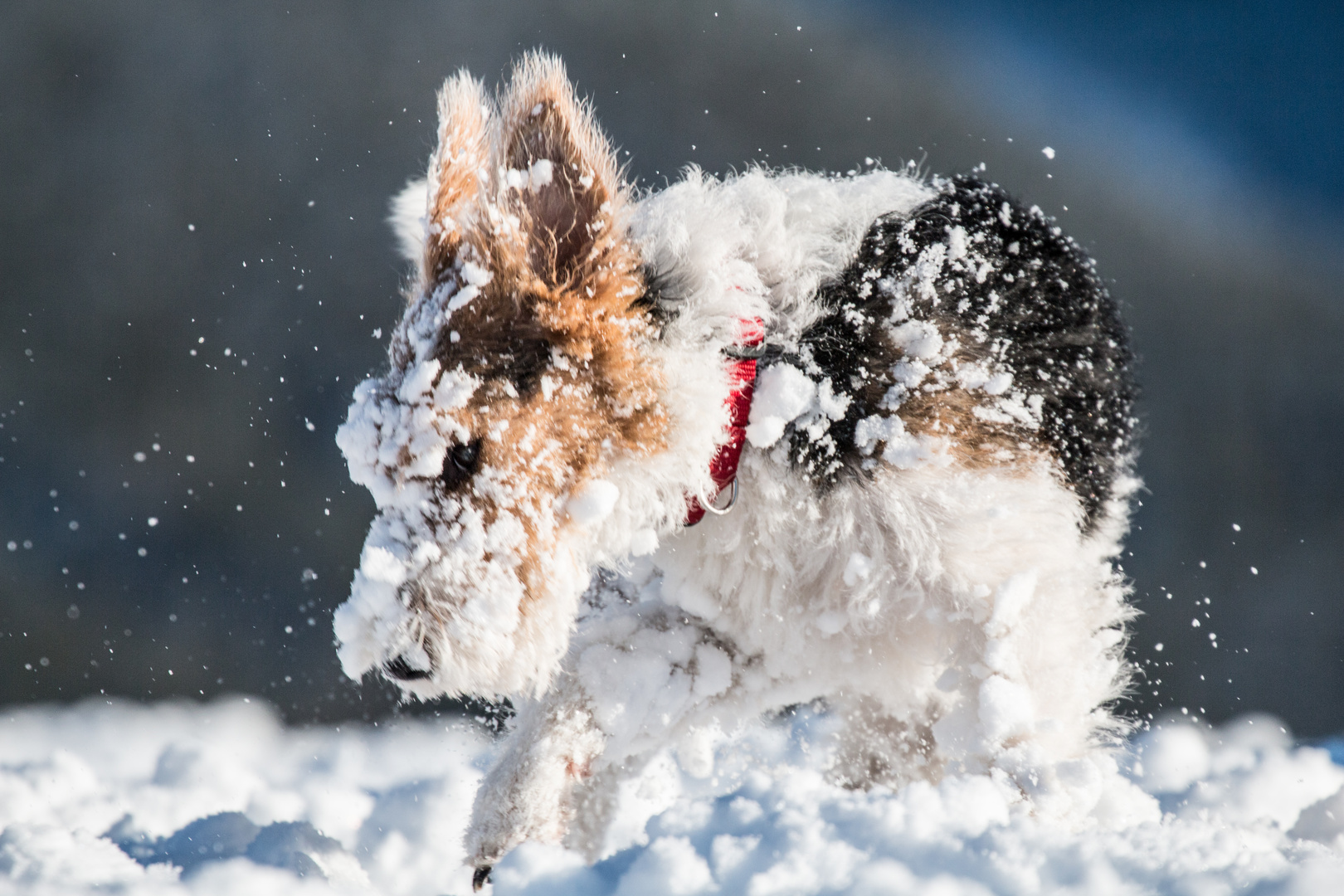 Foxl-im-Schnee