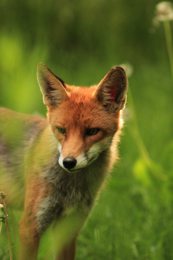 foxportrait