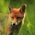 foxportrait