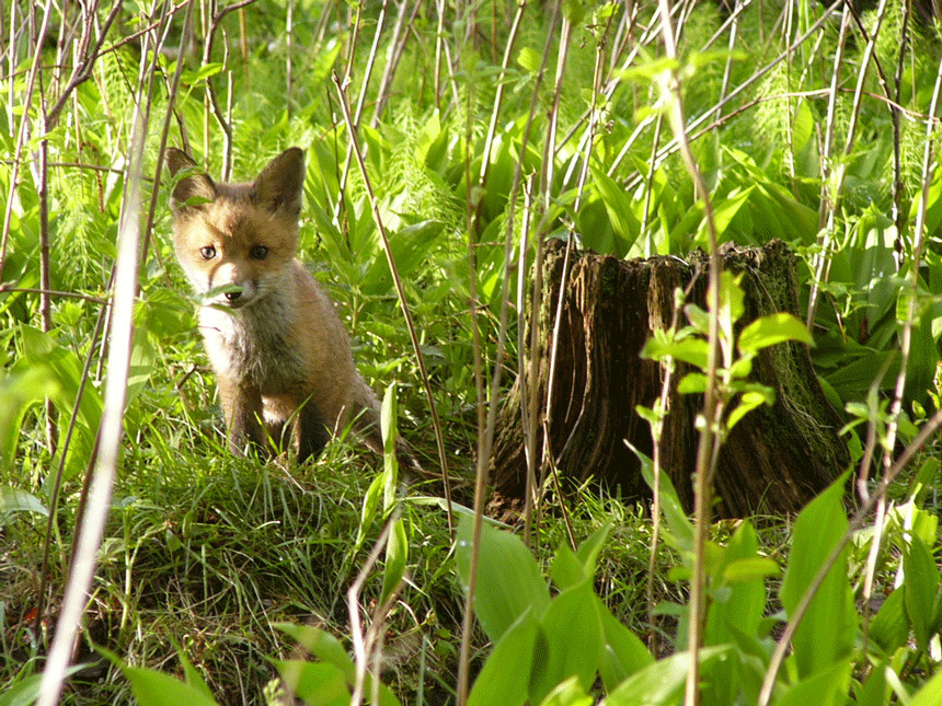 Foxpuppy