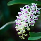 Foxtail Orchid (Rhynchostylis retusa)